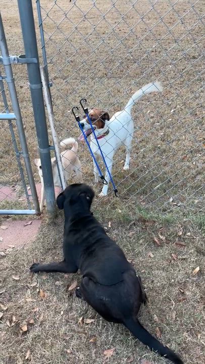 Enlarge ANISE, a ADOPTABLE mixed breed in Alpharetta, GA video 5/5