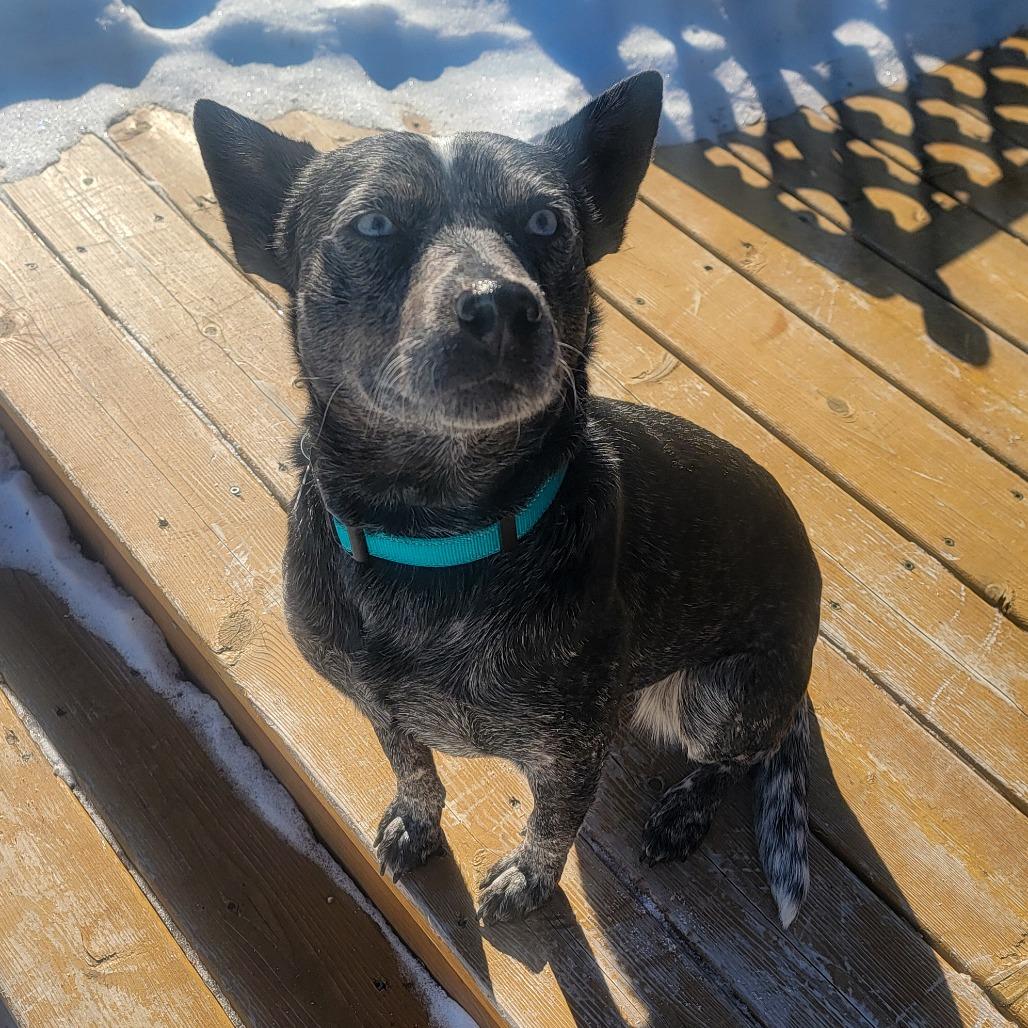 Pebbles, a Adoptable mixed breed in Madison, WI image 1/6