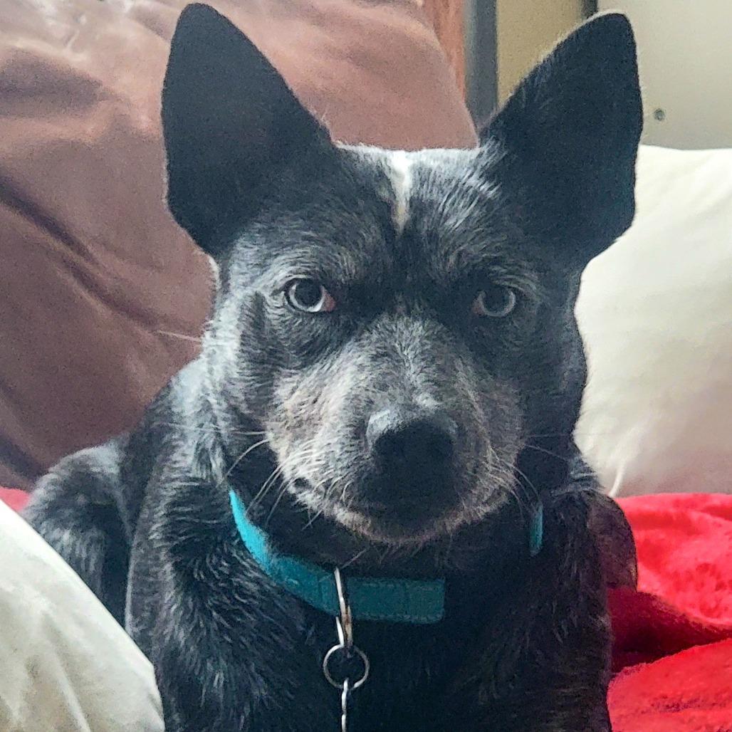 Pebbles, a Adoptable mixed breed in Madison, WI image 2/6