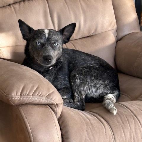 Pebbles, a Adoptable mixed breed in Madison, WI image 3/6