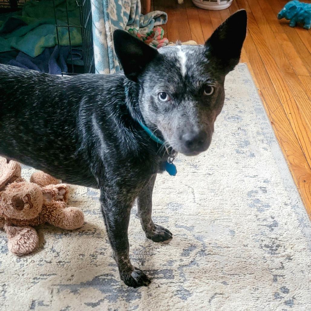 Pebbles, a Adoptable mixed breed in Madison, WI image 4/6