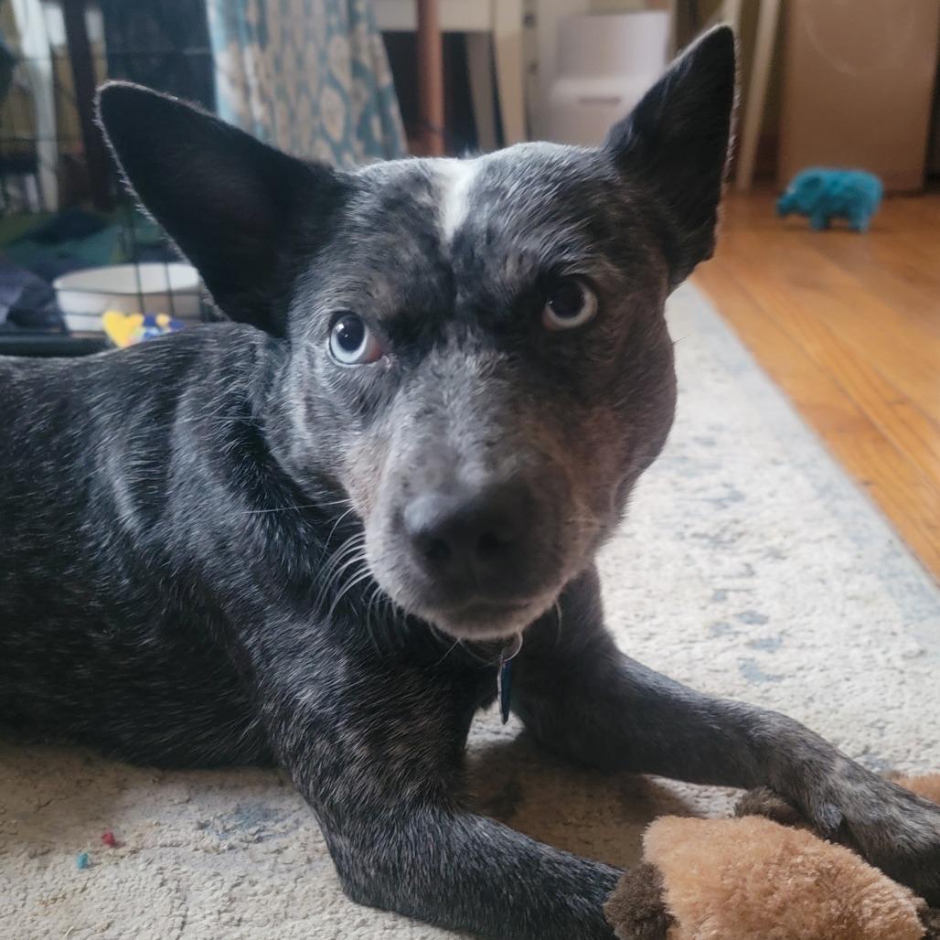 Pebbles, a Adoptable mixed breed in Madison, WI image 5/6