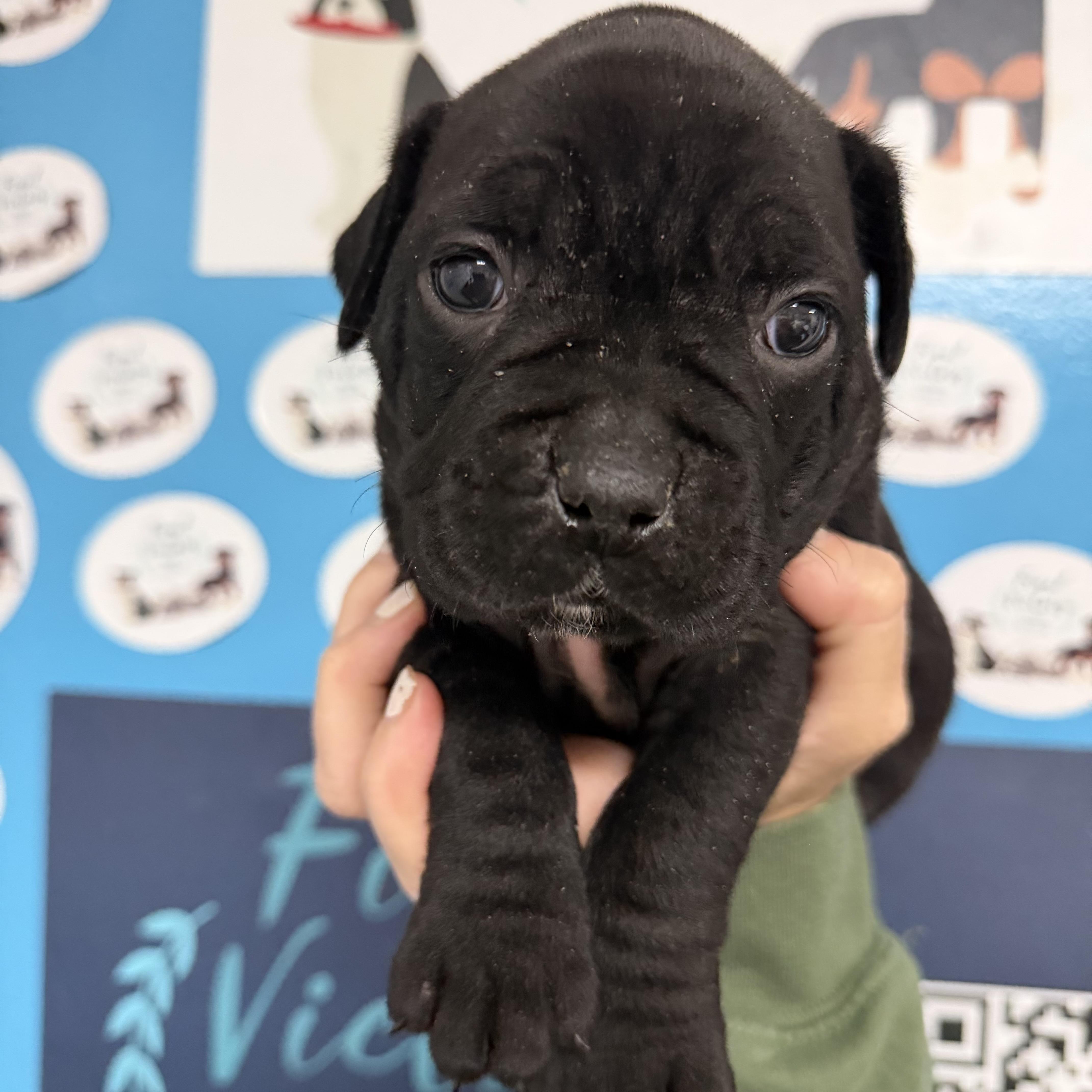 Kiki, an adopted mixed breed in Columbia, SC image 2/4