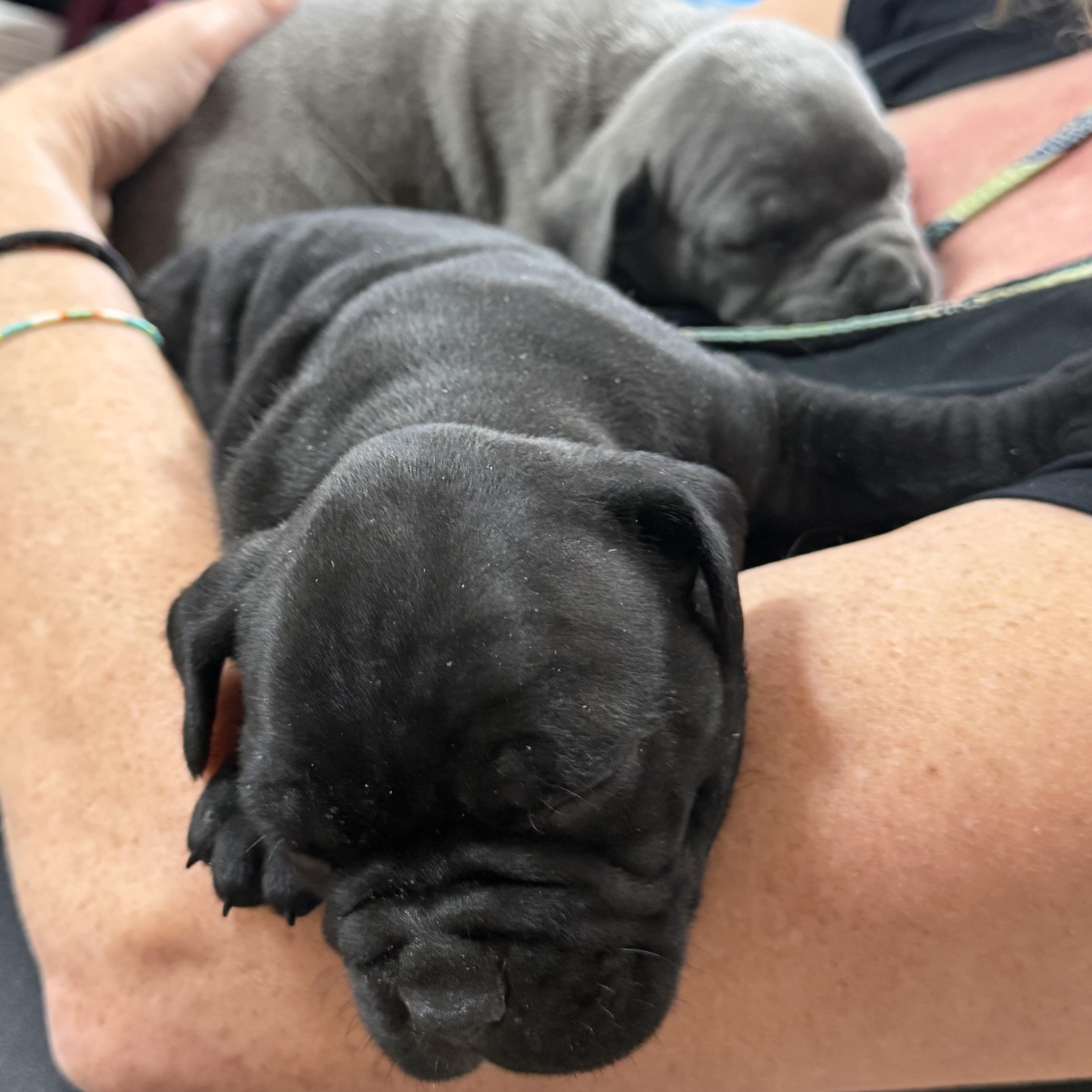 Kiki, an adopted mixed breed in Columbia, SC image 3/4