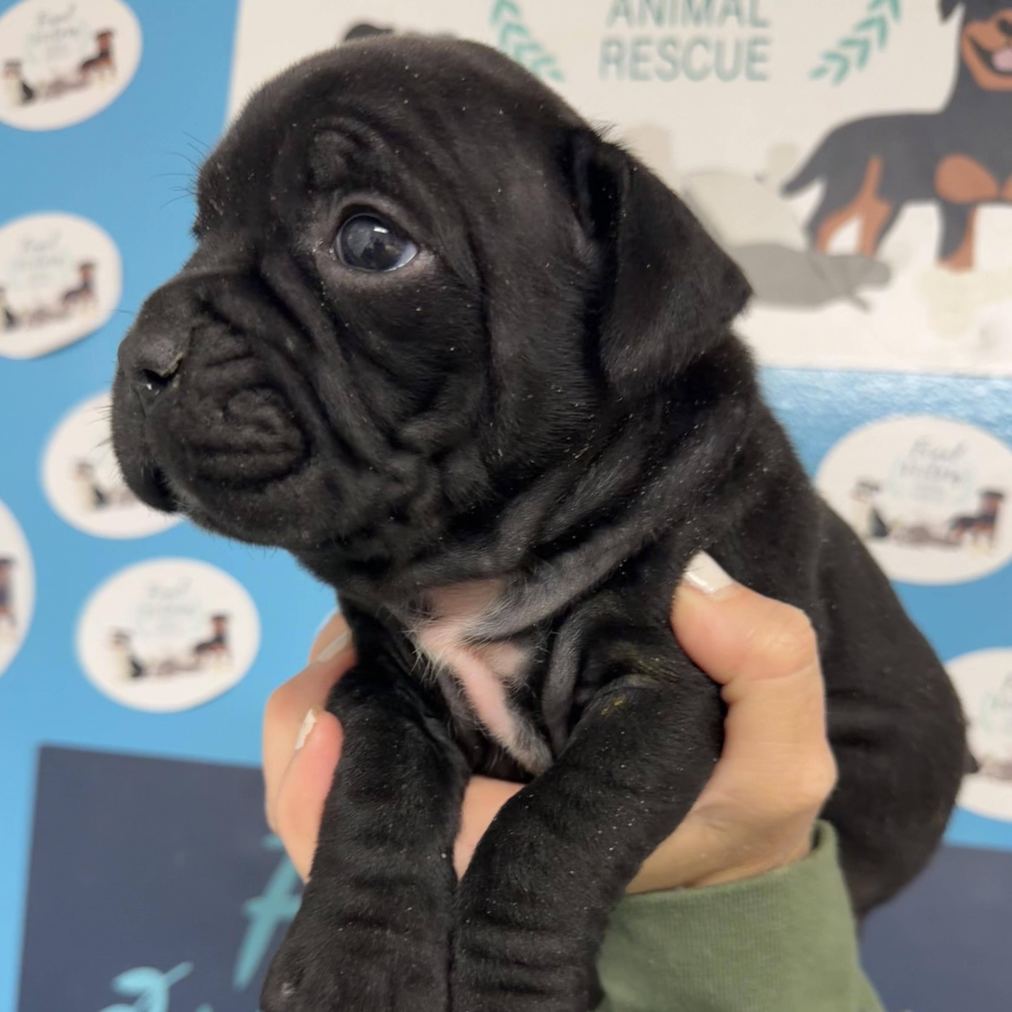 Kiki, an adopted mixed breed in Columbia, SC image 4/4