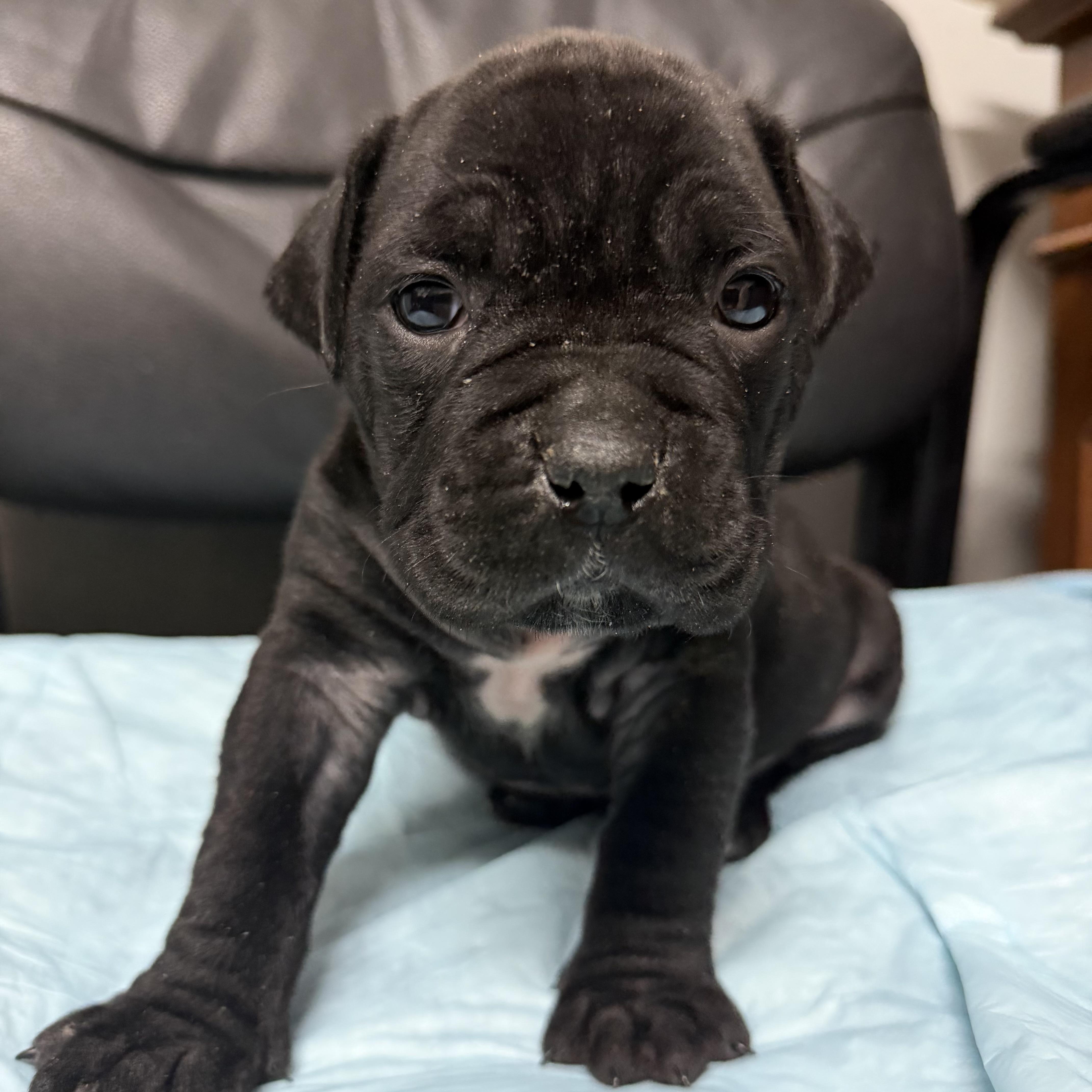 Kiki, an adopted mixed breed in Columbia, SC image 1/4