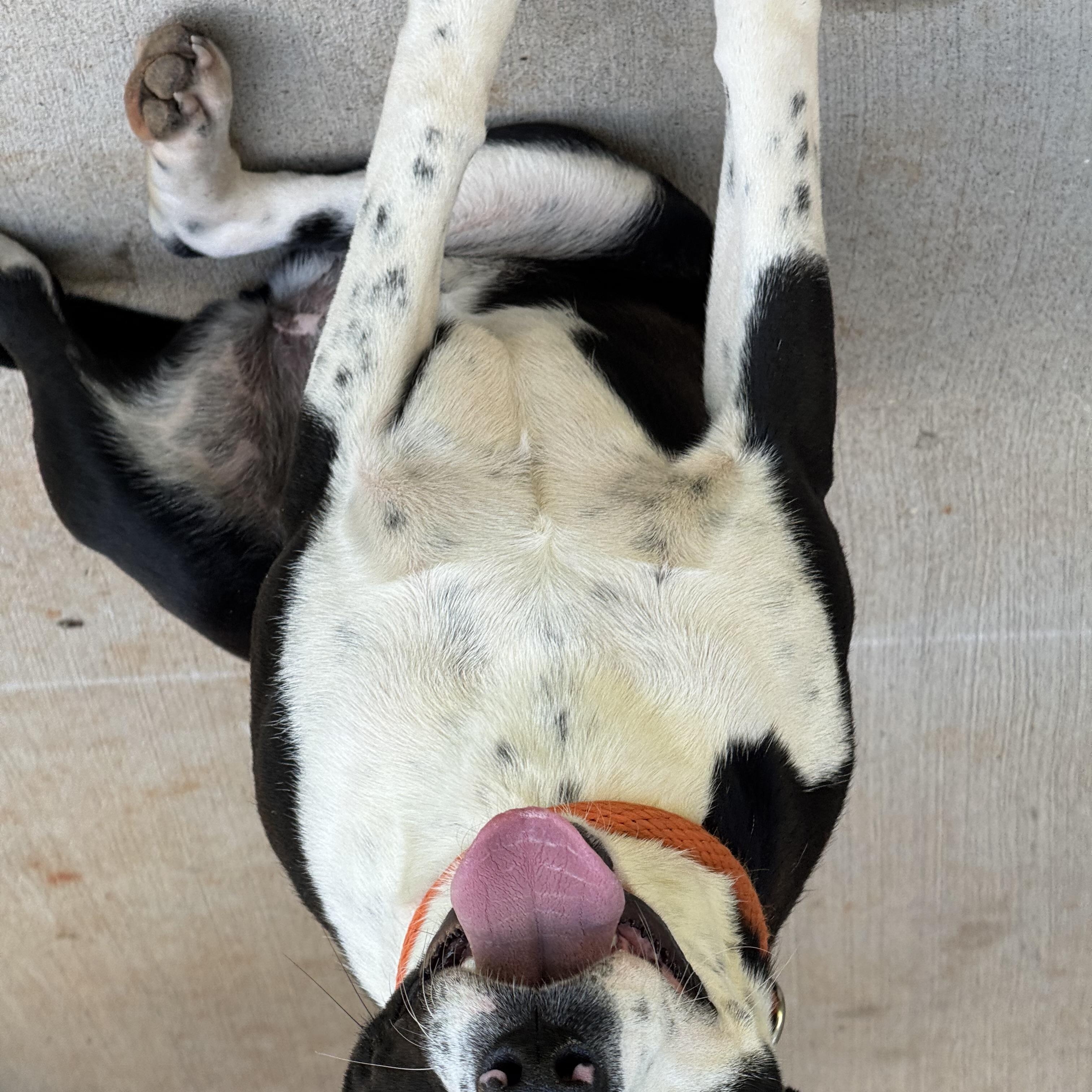 Ellie, a ADOPTABLE mixed breed in Richmond, VA image 2/6