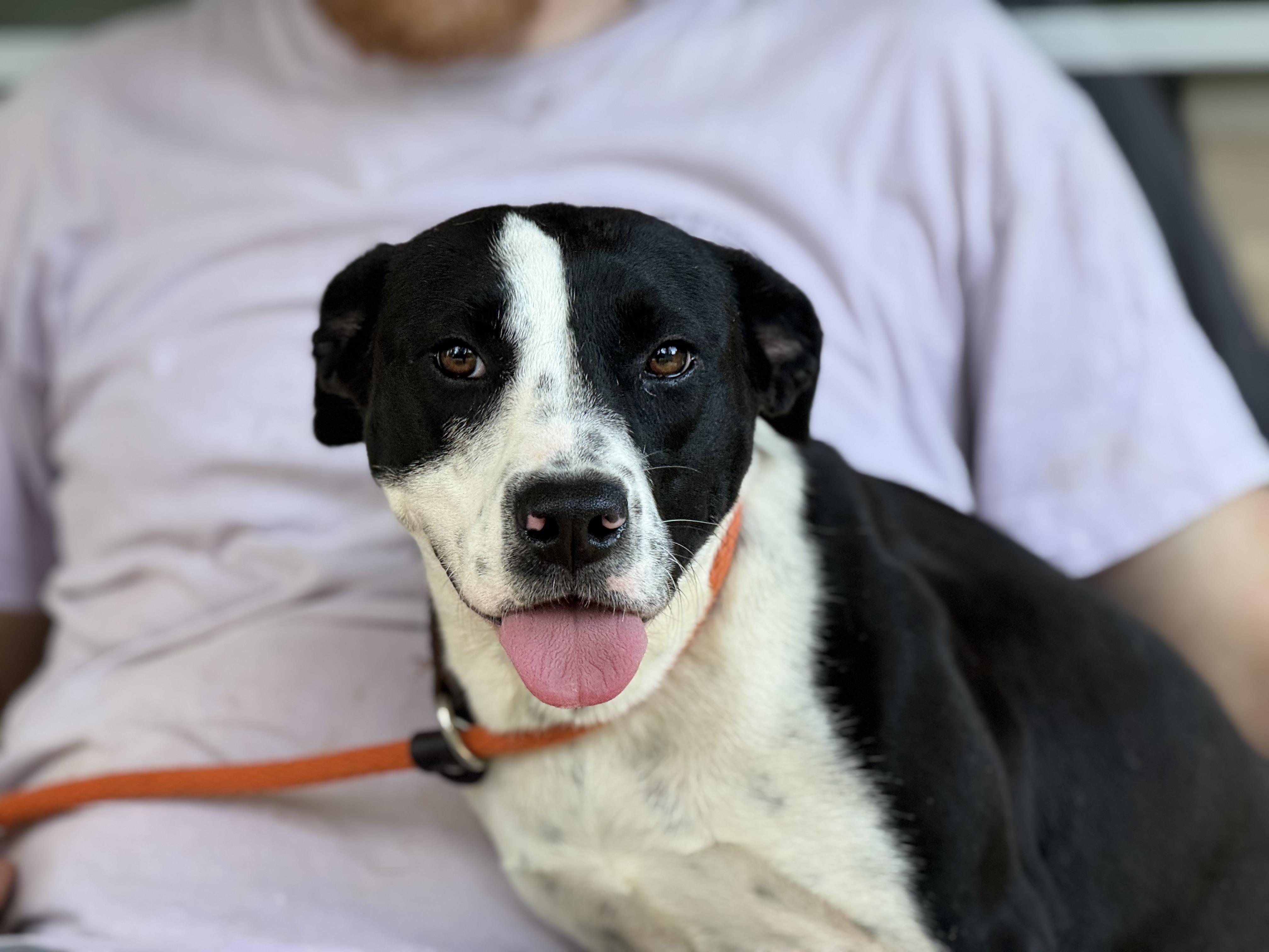 Ellie, a ADOPTABLE mixed breed in Richmond, VA image 5/6