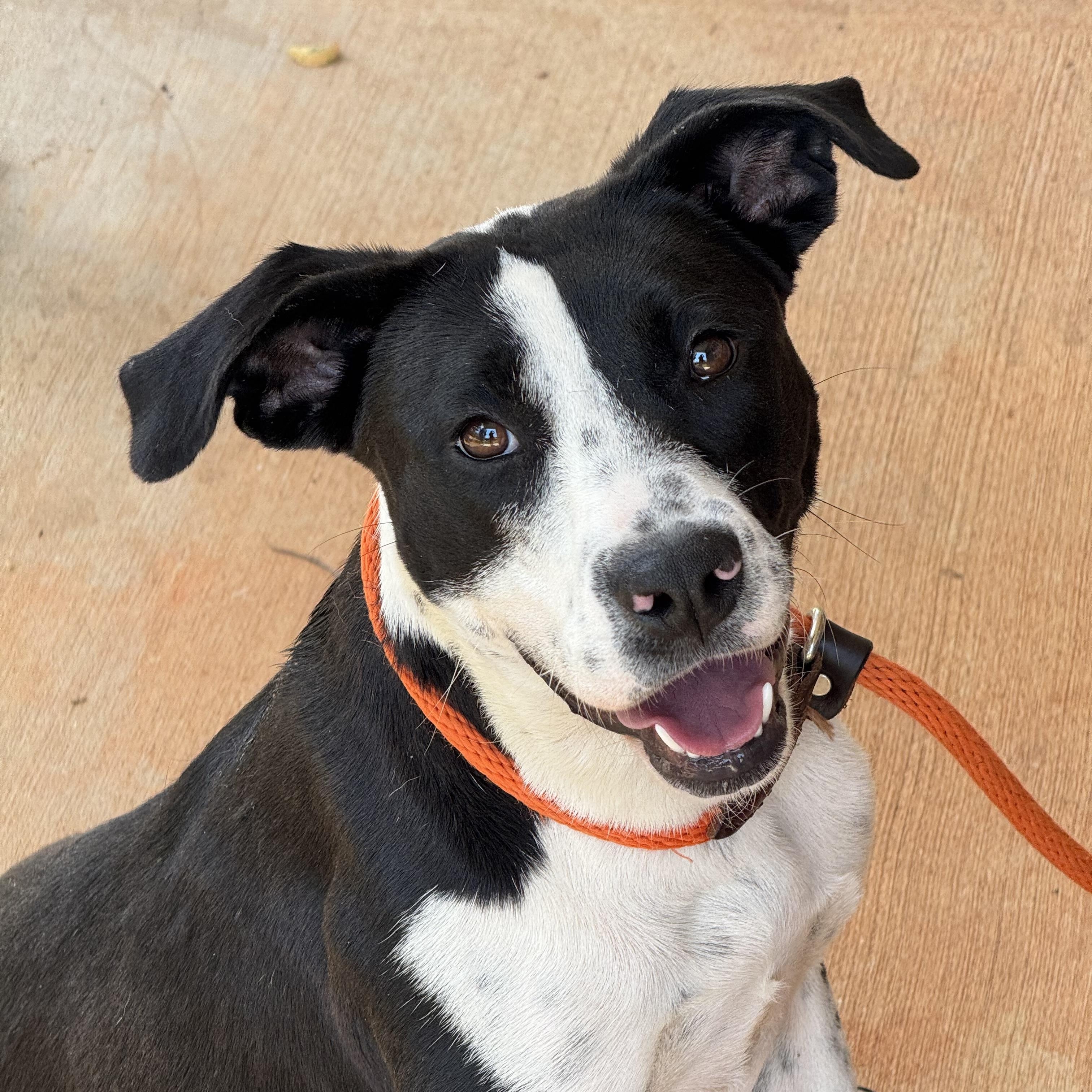 Ellie, a ADOPTABLE mixed breed in Richmond, VA image 1/6