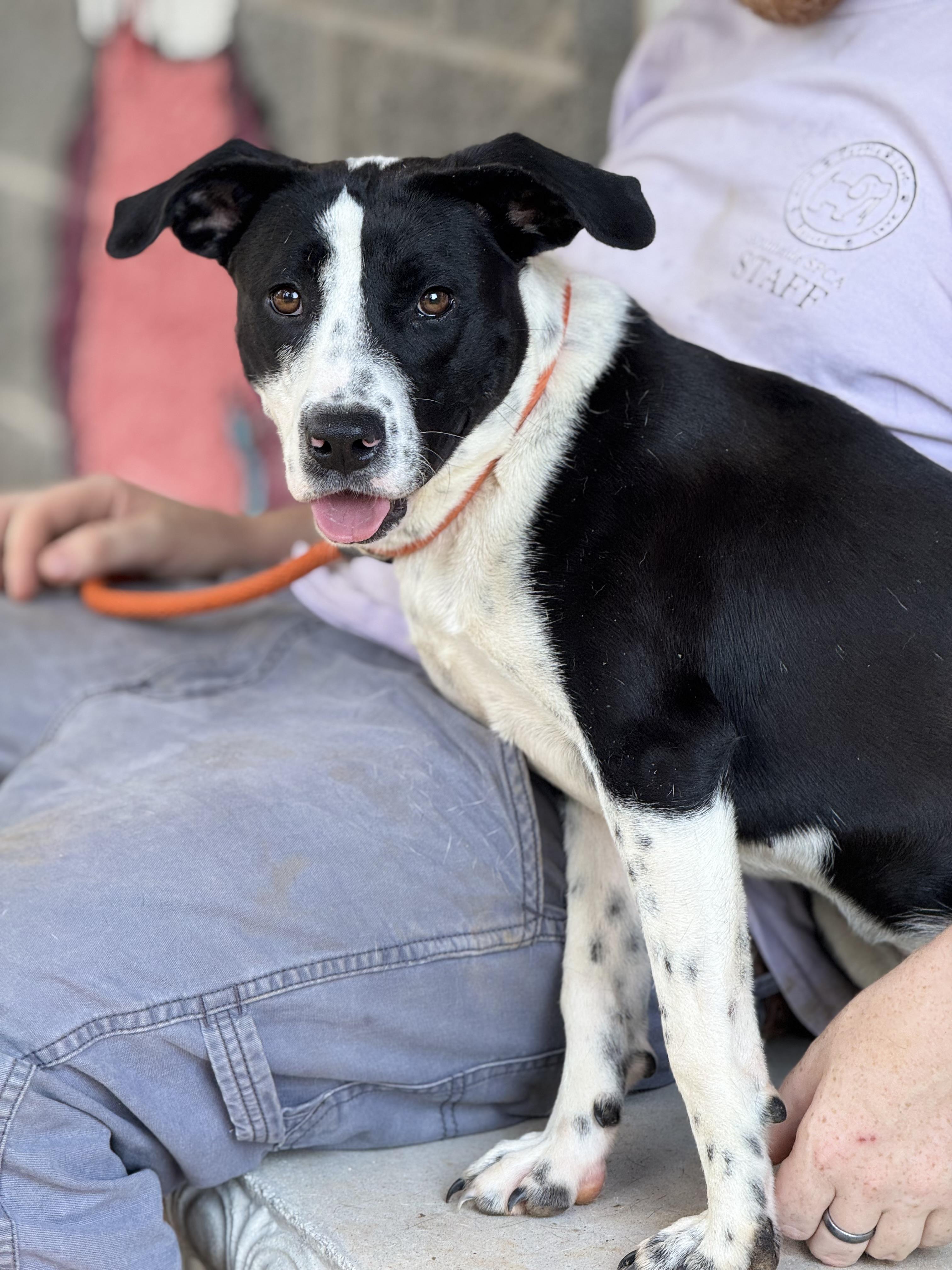 Ellie, a ADOPTABLE mixed breed in Richmond, VA image 3/6
