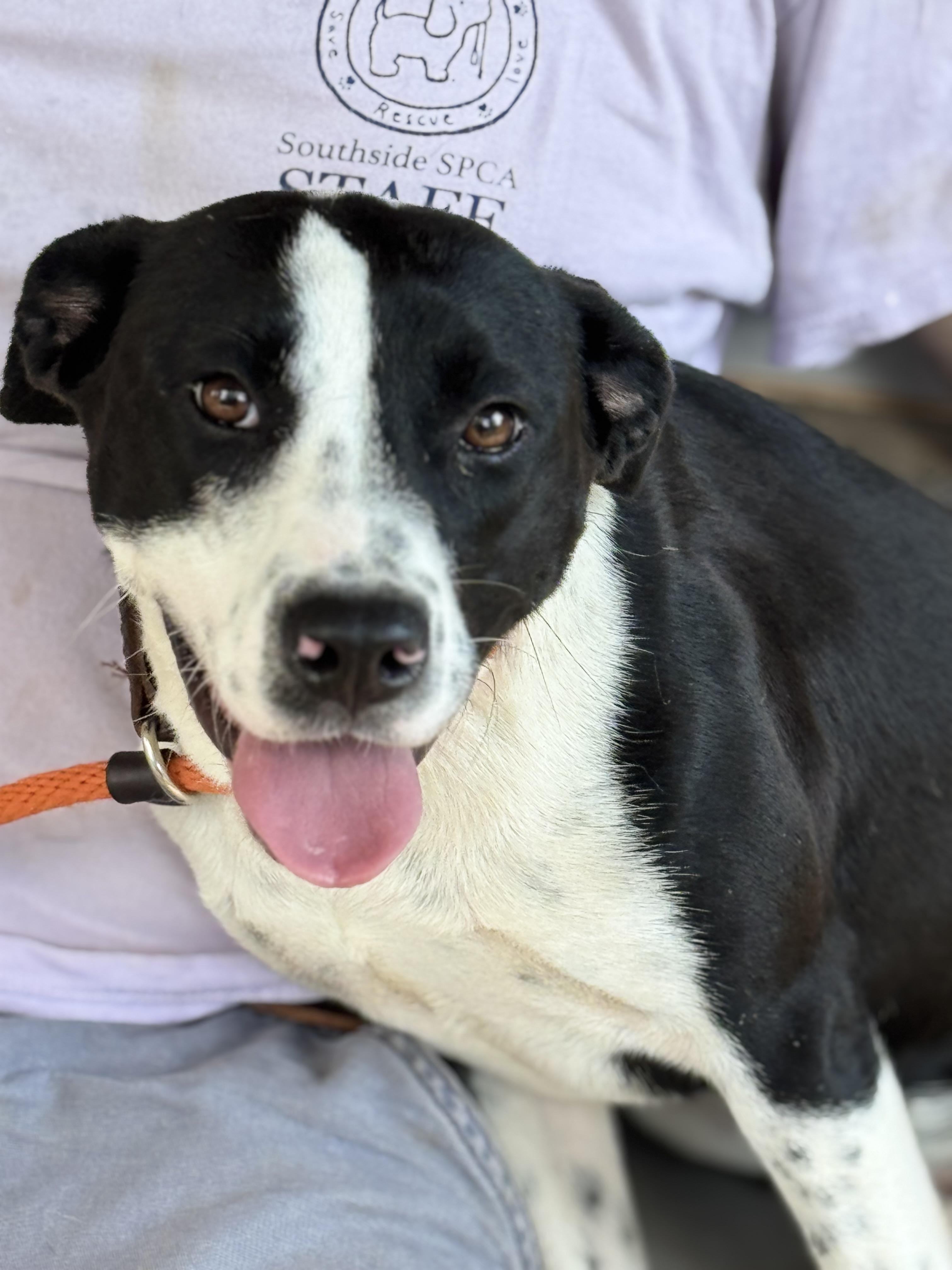 Ellie, a ADOPTABLE mixed breed in Richmond, VA image 4/6