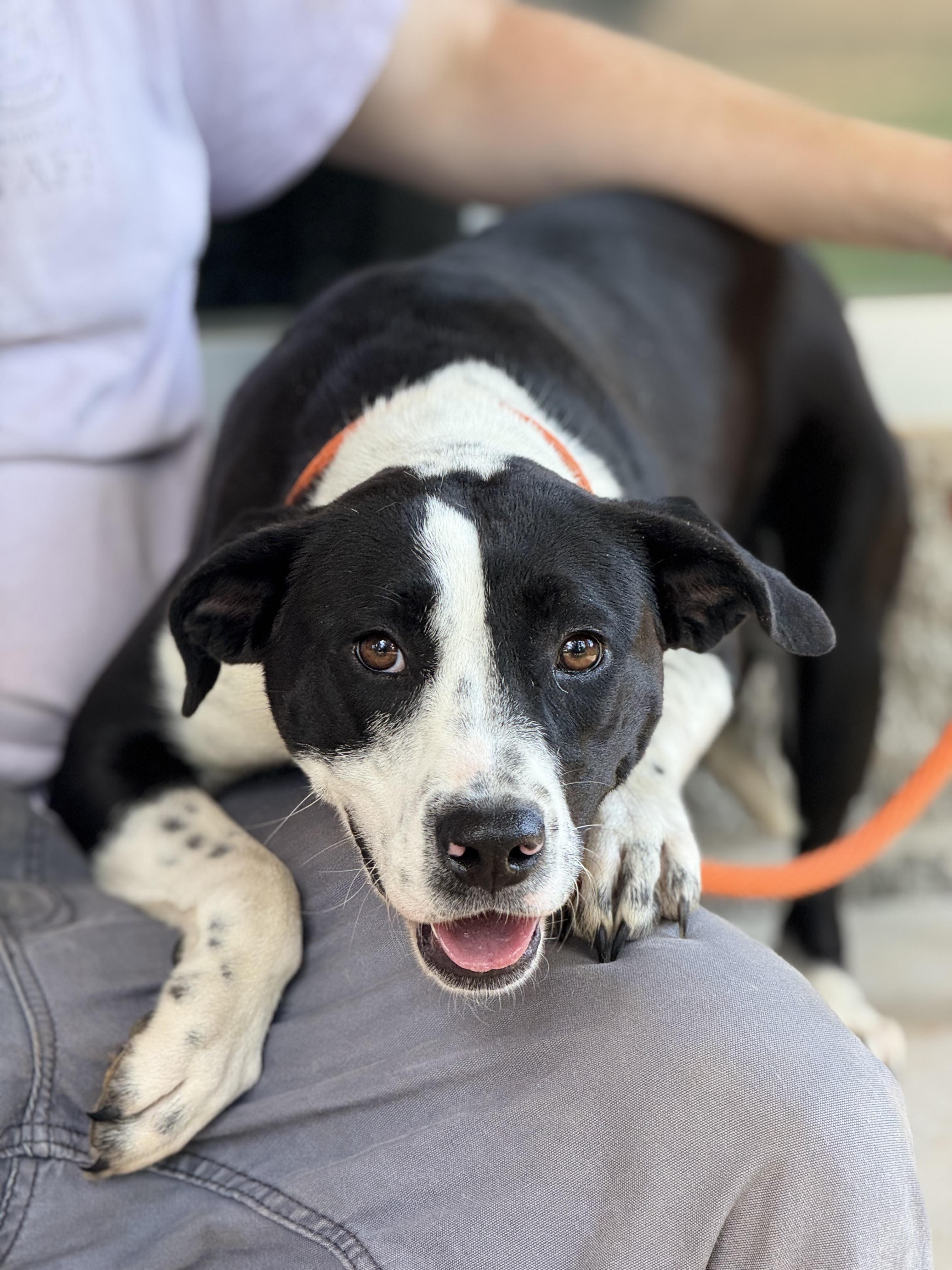Ellie, a ADOPTABLE mixed breed in Richmond, VA image 6/6