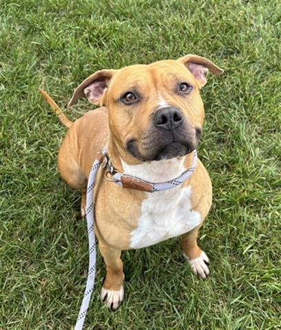 MEATLOAF, Adoptable, Young Male Pit Bull Terrier.