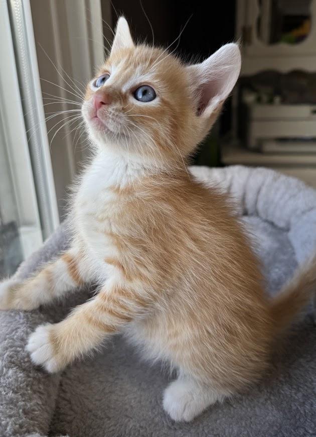 Fettuccine, Baby Male Domestic Short Hair