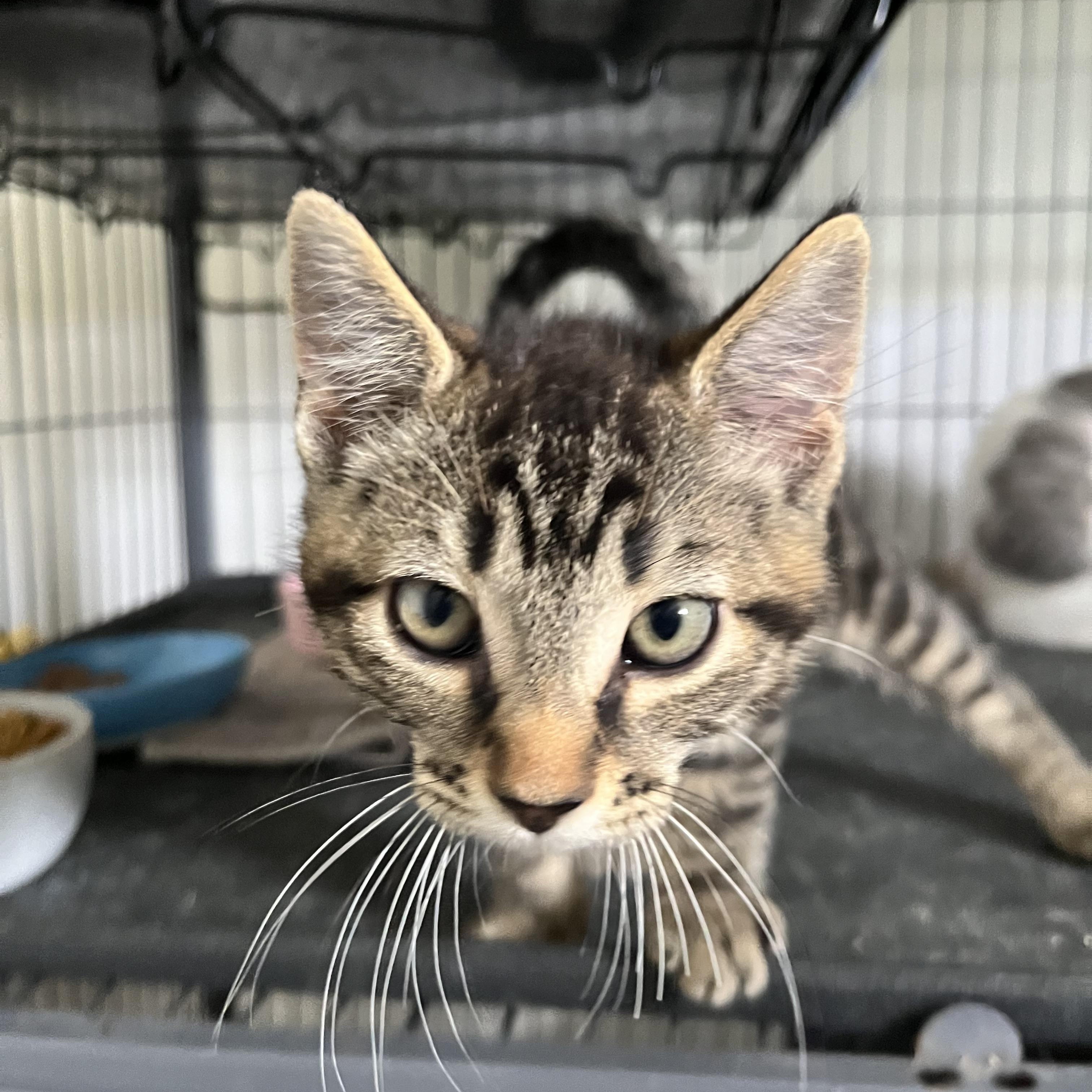 Phoenix, ADOPTABLE, Kitten Female Domestic Short Hair.