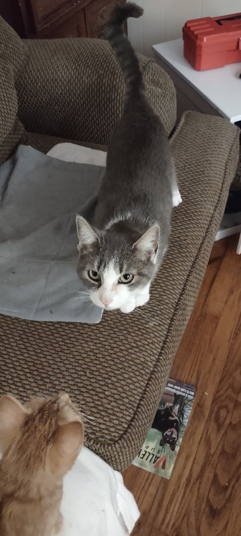 Baby momma, Adoptable, Young Female Domestic Short Hair & Tabby.