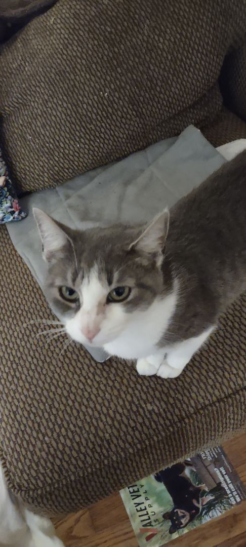 Baby momma, an adoptable Domestic Short Hair, Tabby in North Myrtle Beach, SC, 29582 | Photo Image 3