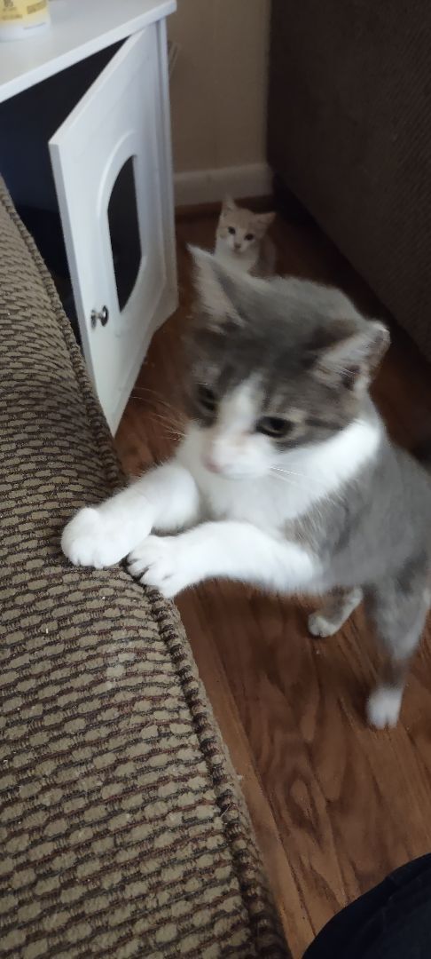 Baby momma, an adoptable Domestic Short Hair, Tabby in North Myrtle Beach, SC, 29582 | Photo Image 1