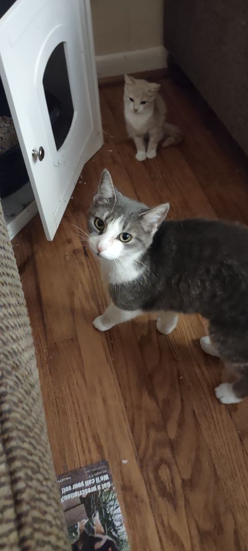 Baby momma, an adoptable Domestic Short Hair, Tabby in North Myrtle Beach, SC, 29582 | Photo Image 4