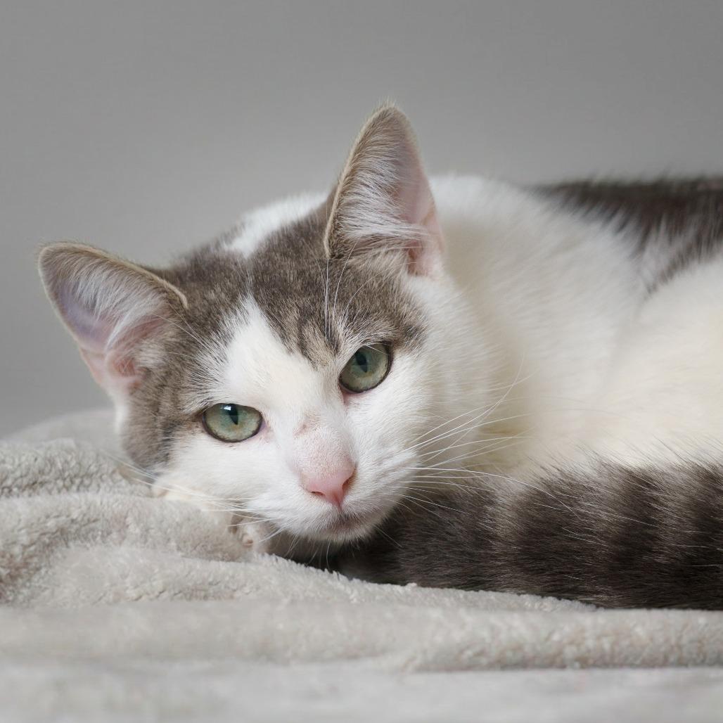 Enlarge Nutmeg, a Adoptable Domestic Short Hair in Sunnyvale, CA image 1/4