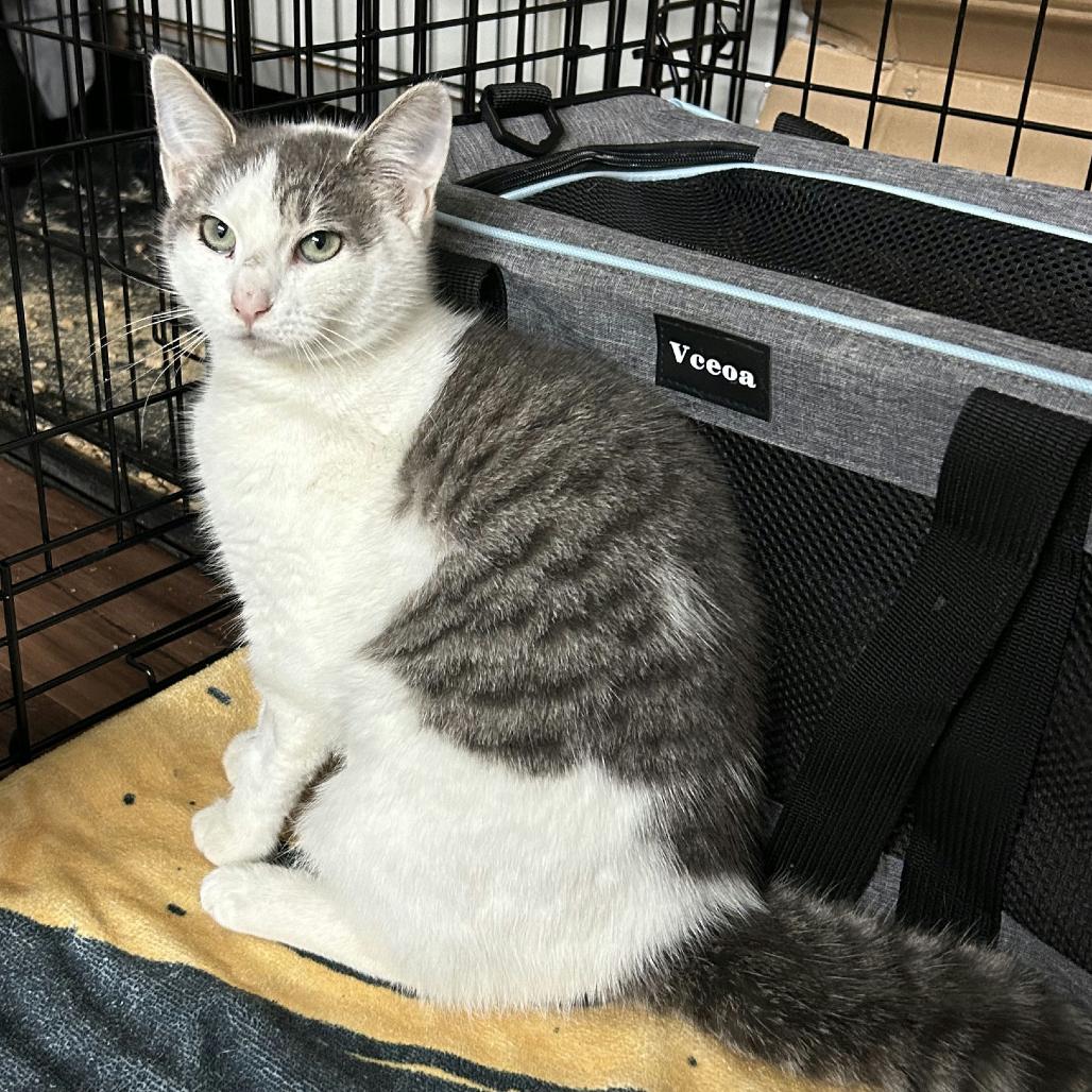 Enlarge Nutmeg, a Adoptable Domestic Short Hair in Sunnyvale, CA image 2/4