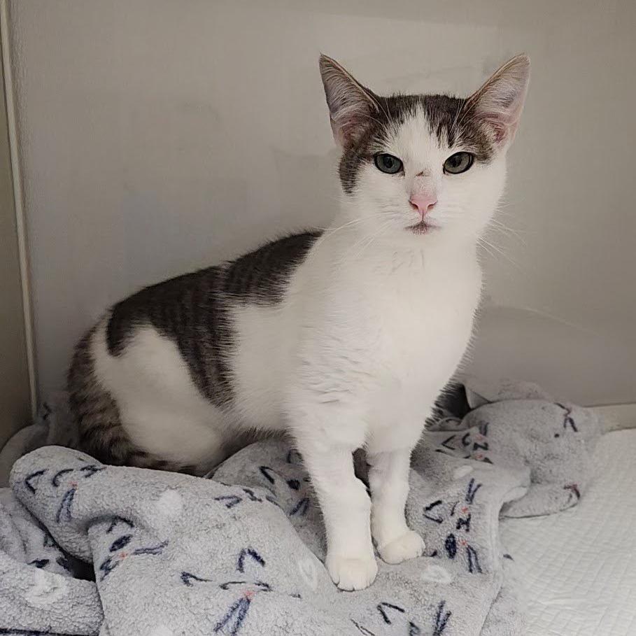 Enlarge Nutmeg, a Adoptable Domestic Short Hair in Sunnyvale, CA image 4/4