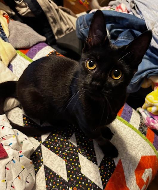 Zack, ADOPTABLE, Young Male Domestic Short Hair.