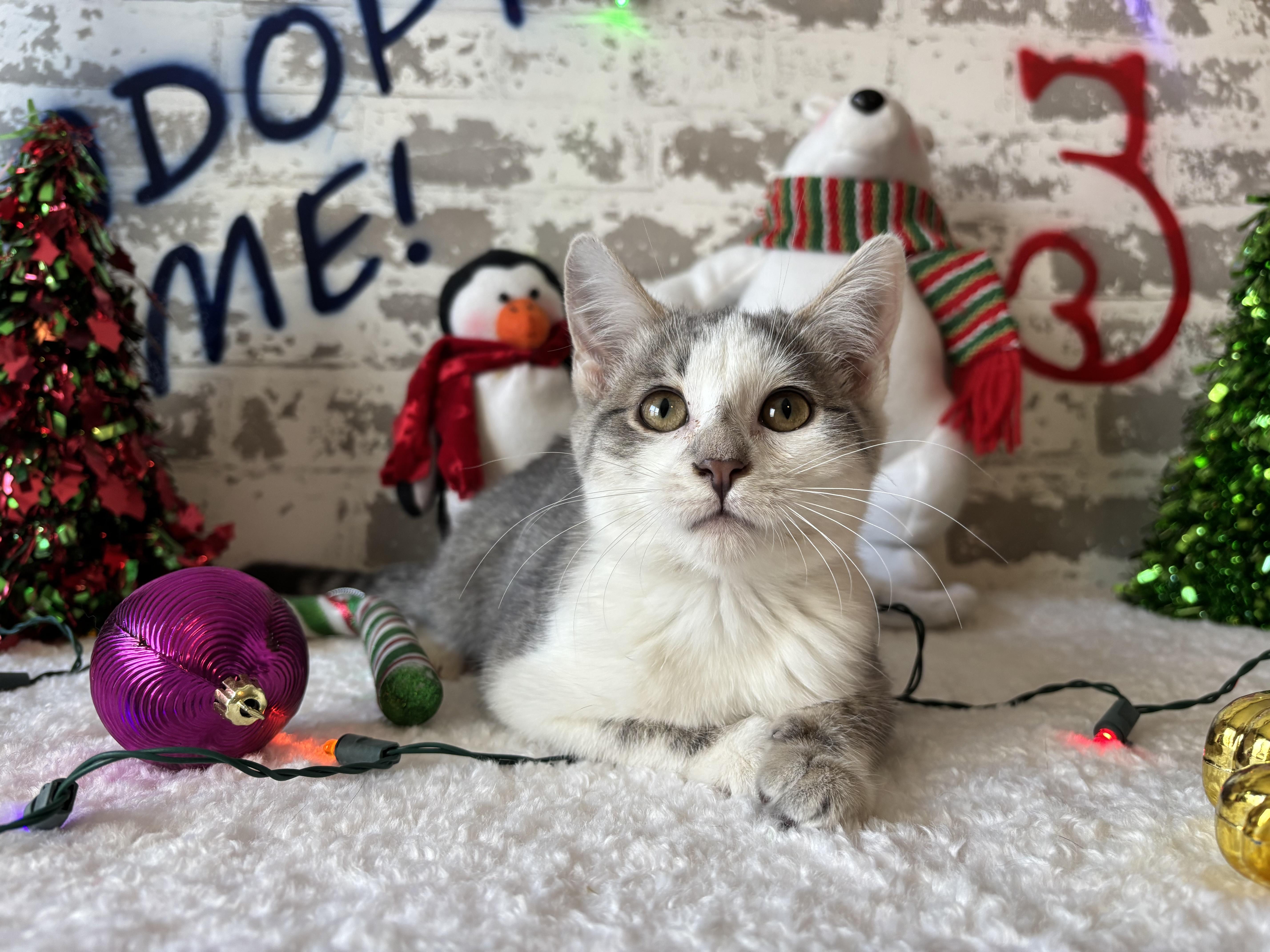 Enlarge Bethany, an adopted Domestic Short Hair in queen creek, AZ image 1/1