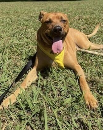 Cash, Adoptable, Adult Male Mixed Breed & Mixed Breed.