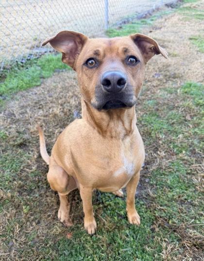 Enlarge Cash, a Adoptable Mixed Breed in Knoxville, TN image 2/3