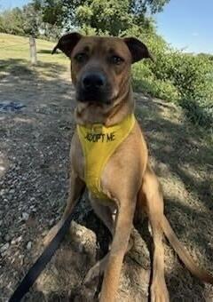 Enlarge Cash, a Adoptable Mixed Breed in Knoxville, TN image 3/3