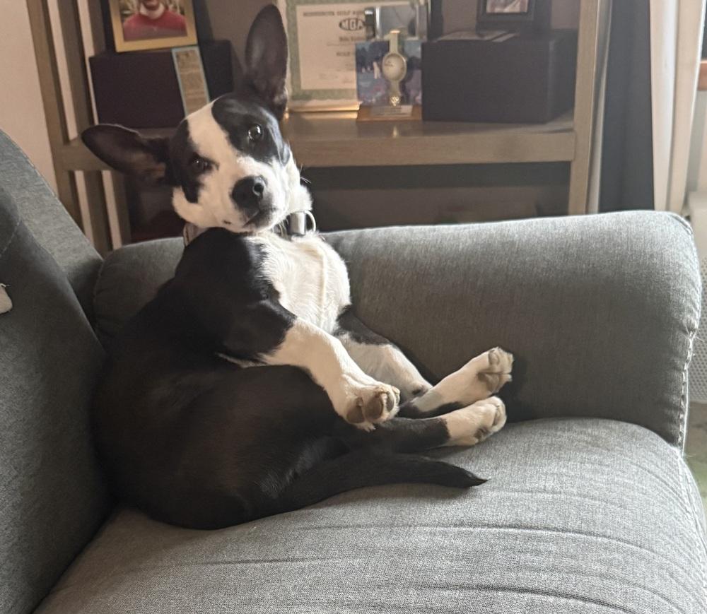 LOLA, Adoptable, Puppy Female Pit Bull Terrier & Dachshund.