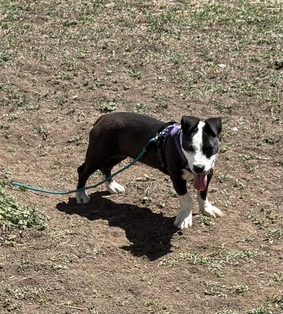 LOLA, a Adoptable mixed breed in Thornton, CO image 2/6