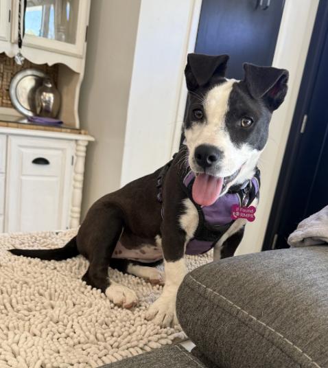 LOLA, a Adoptable mixed breed in Thornton, CO image 3/6