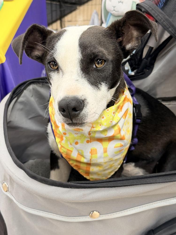 LOLA, a Adoptable mixed breed in Thornton, CO image 4/6