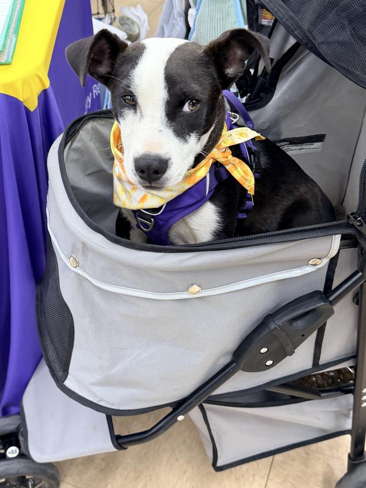 LOLA, a Adoptable mixed breed in Thornton, CO image 5/6