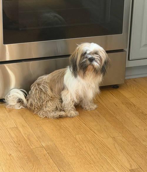 Gracie - ADOPTION IN PROCESS, Adoptable, Young Female Shih Tzu.