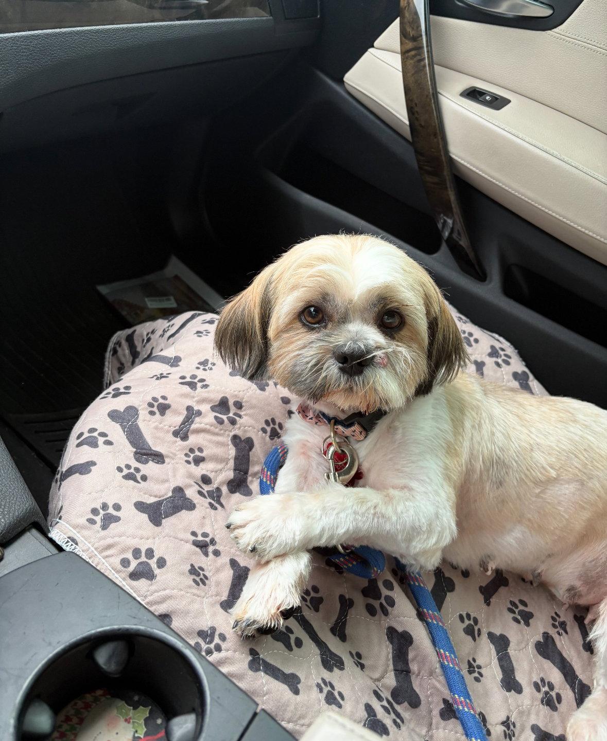 Gracie - ADOPTION IN PROCESS, a Adoptable Shih Tzu in Grafton, WI image 2/3