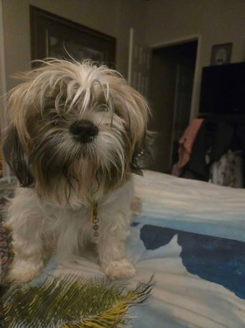 Gracie - ADOPTION IN PROCESS, a Adoptable Shih Tzu in Grafton, WI image 3/3