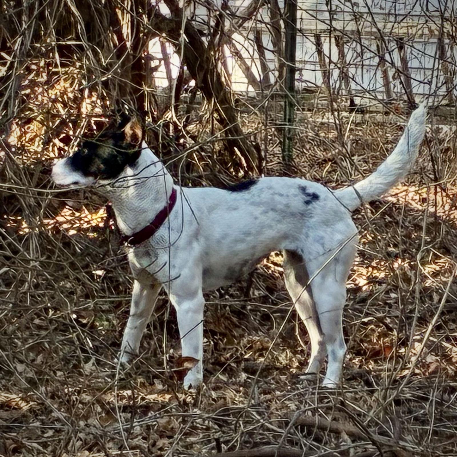Cranberry (VA), Adoptable, Adult Female Rat Terrier.