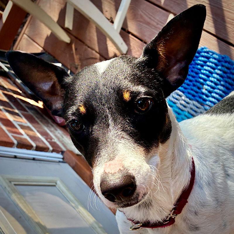 Cranberry (VA), Adoptable, Adult Female Rat Terrier.