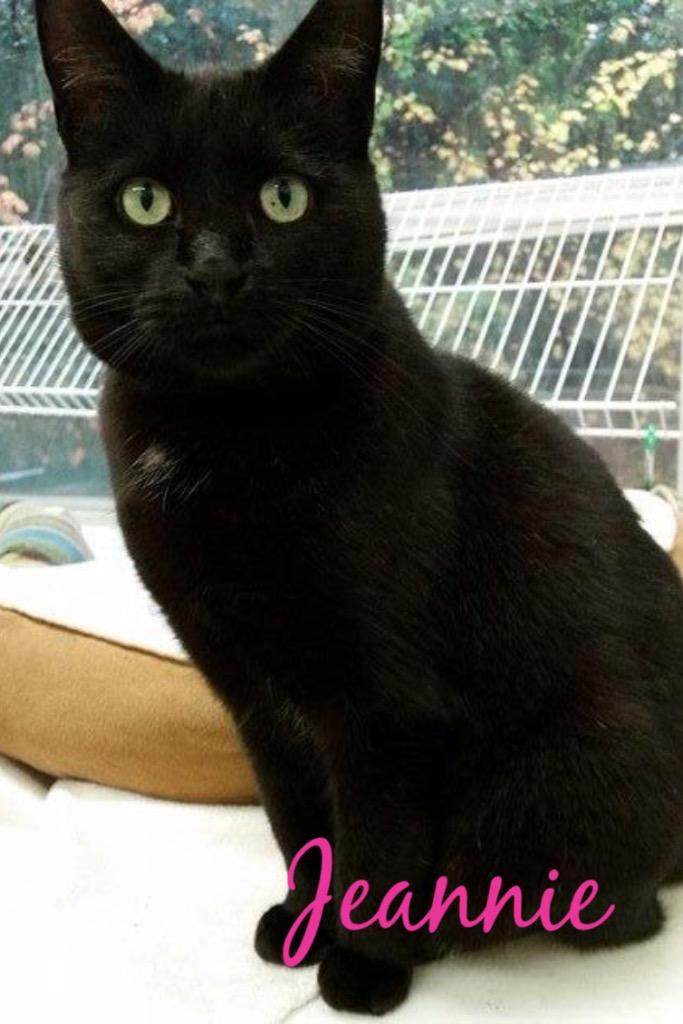 JEANNIE, Adoptable, Senior Female Domestic Short Hair.