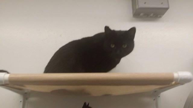 Enlarge JEANNIE, a Adoptable mixed breed in Muskegon, MI image 3/6