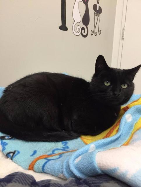 Enlarge JEANNIE, a Adoptable mixed breed in Muskegon, MI image 4/6