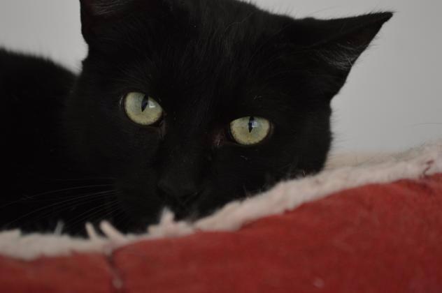Enlarge JEANNIE, a Adoptable mixed breed in Muskegon, MI image 5/6