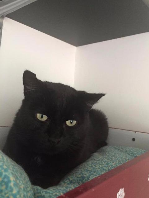 Enlarge JEANNIE, a Adoptable mixed breed in Muskegon, MI image 6/6