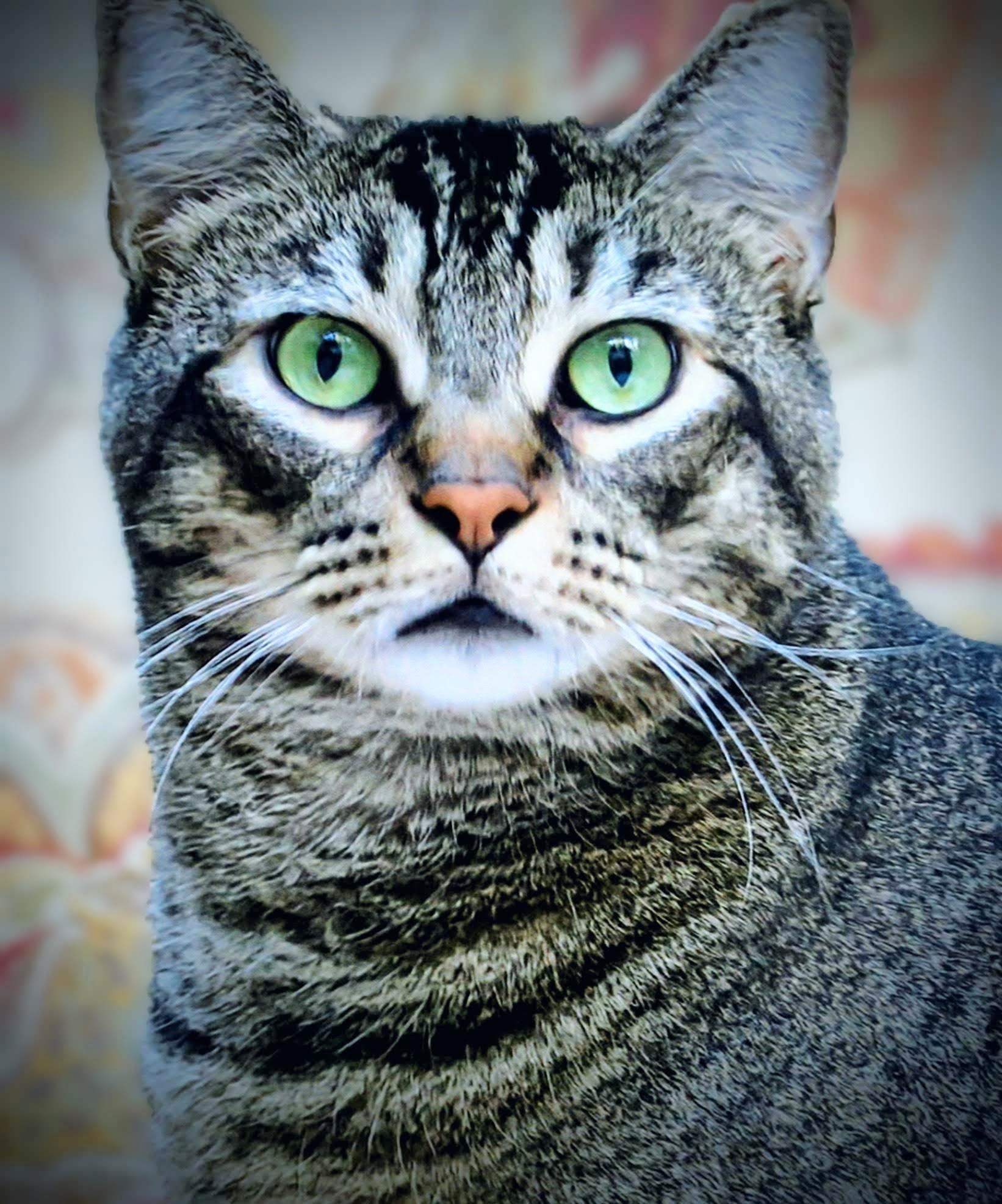 Lou, ADOPTABLE, Adult Male Abyssinian & Tabby.