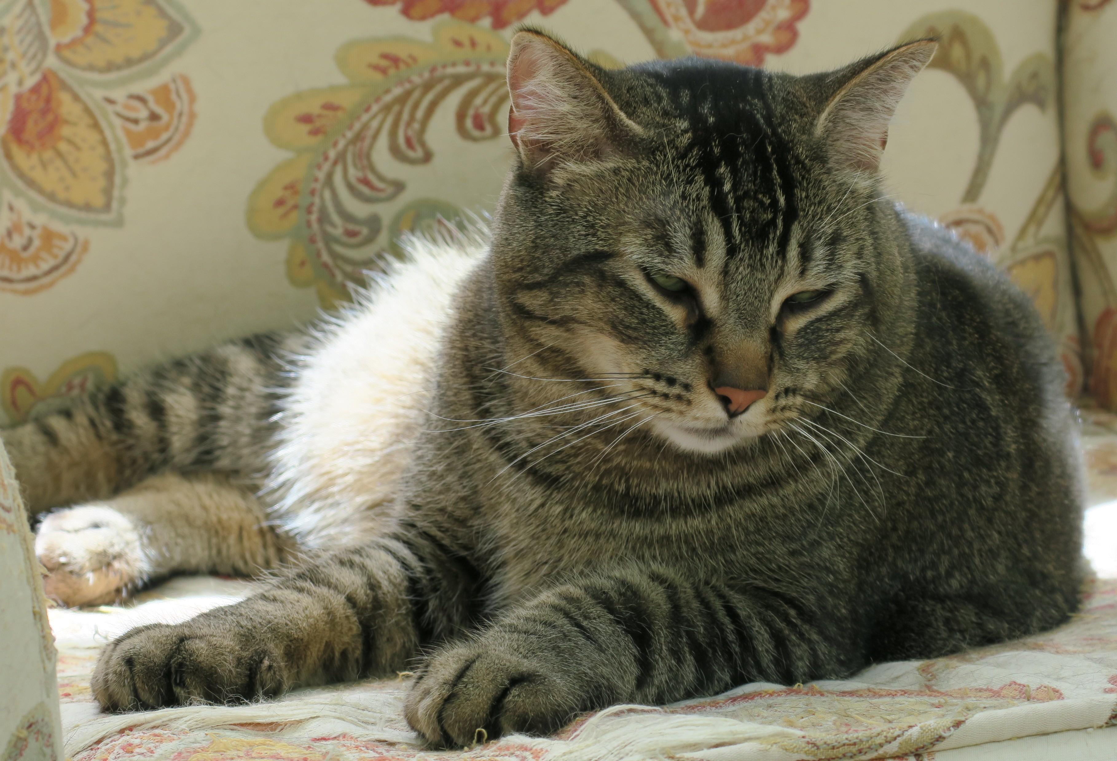 Enlarge Captain Chonk, an adoptable mixed breed in Bow, WA image 6/6