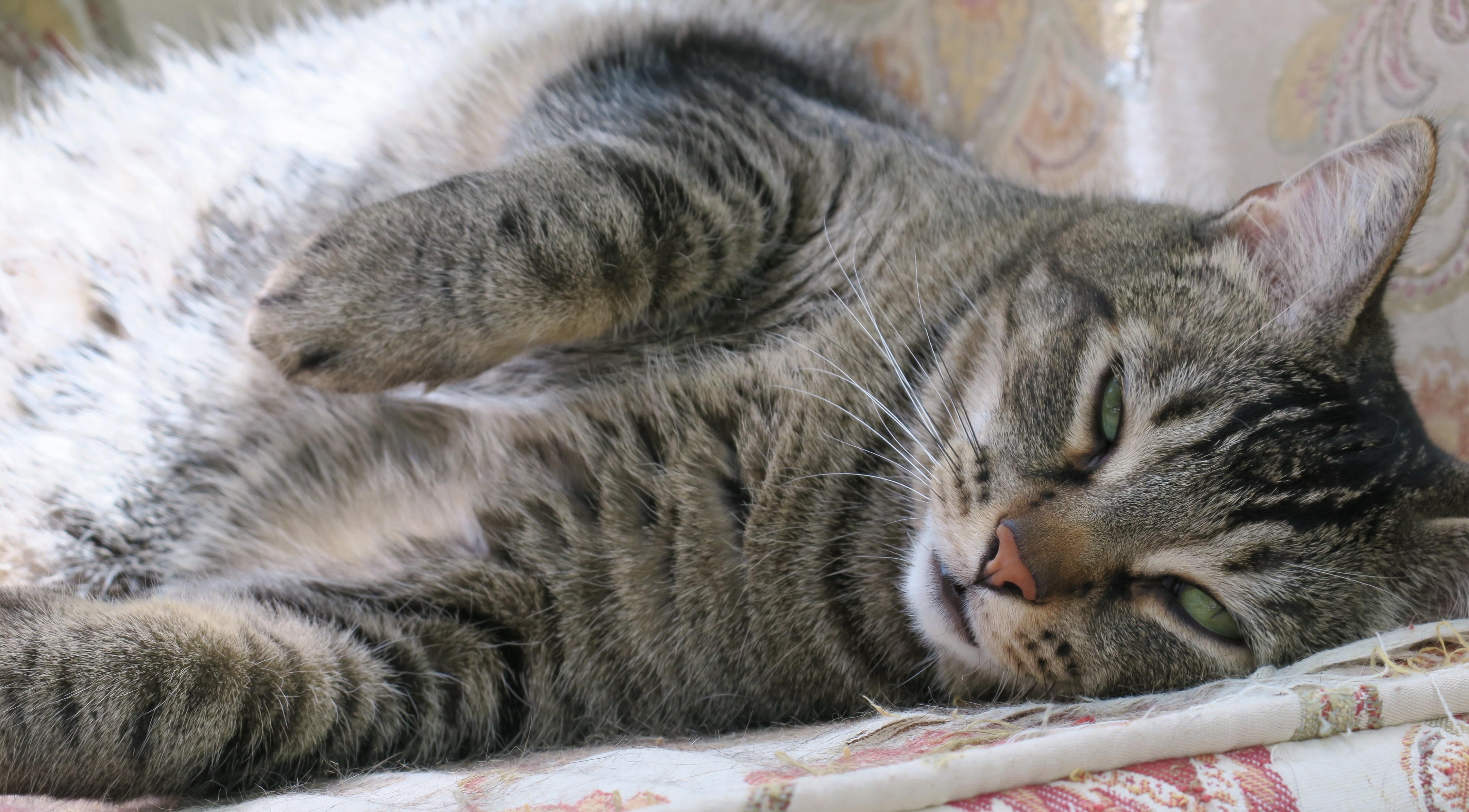 Captain Chonk, adoptable, Adult Male Tabby & Tiger.