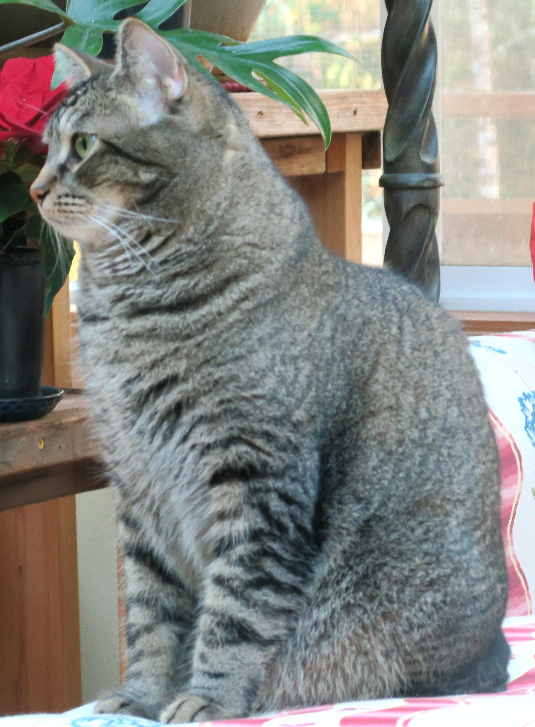 Enlarge Lou, a ADOPTABLE mixed breed in Bow, WA image 3/6